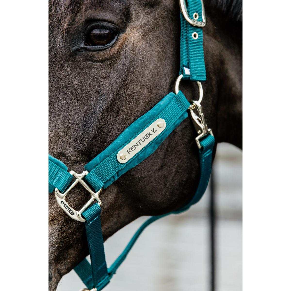 product/k/e/kentucky_42558-71_2.jpg