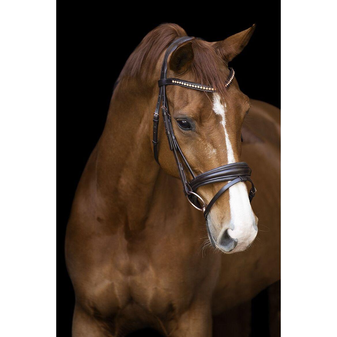 product/i/m/imperial-riding_ho30123000-8000_marron_1.jpg