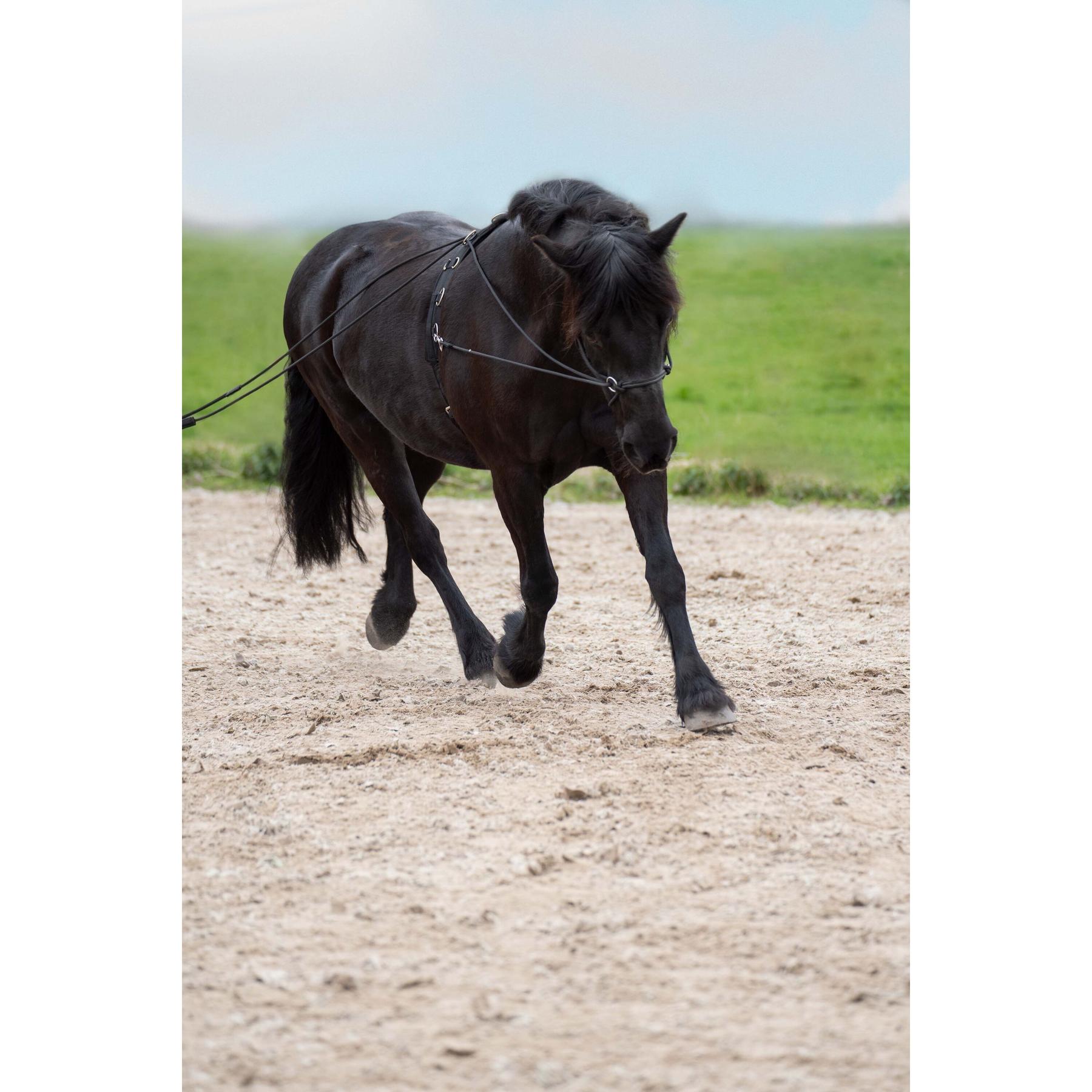 product/i/m/imperial-riding_te76123001-9000_black_2.jpg