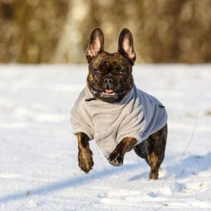Chien
