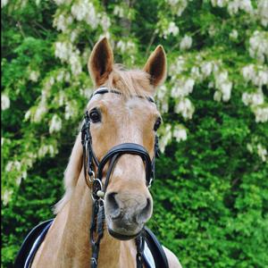 fr-thei-no-frontal-pour-cheval-hekktor-theia-noir