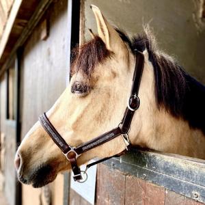 li-ho-ma-licol-pour-cheval-hekktor-horus-malt
