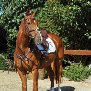 1006377005-bridons-equitation-de-quiscale-weatherbeeta-collegiate-comfitec-brown