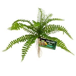 387908-fougere-epee-de-flore-naturaliste-zolux-zoo-med-vert-tu